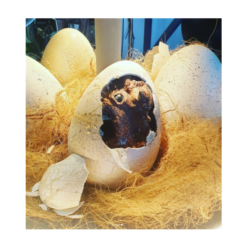 Diy Light-Large dinosaurs eggs
